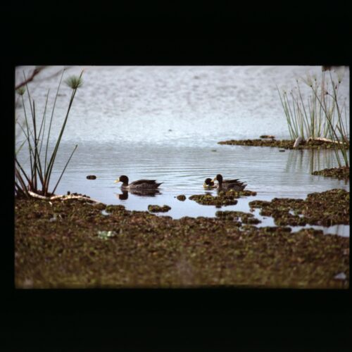 ..teal; Lake Naivasha