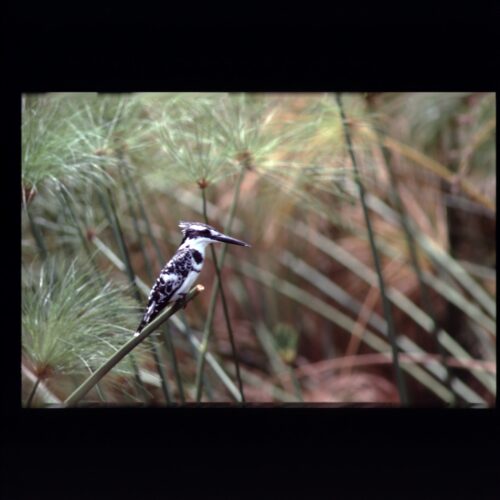 Pied Kingfisher; lake Naivasha