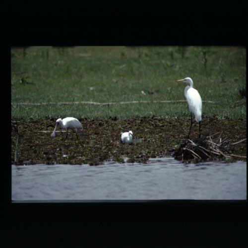 African Spoonbill & Great White Egret; Lake Naivasha