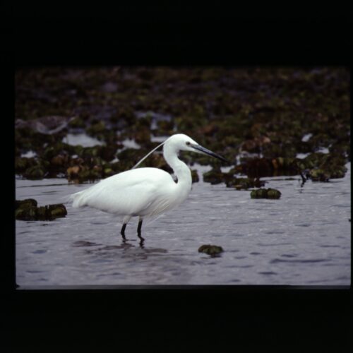 Little Egret; lake Naivasha