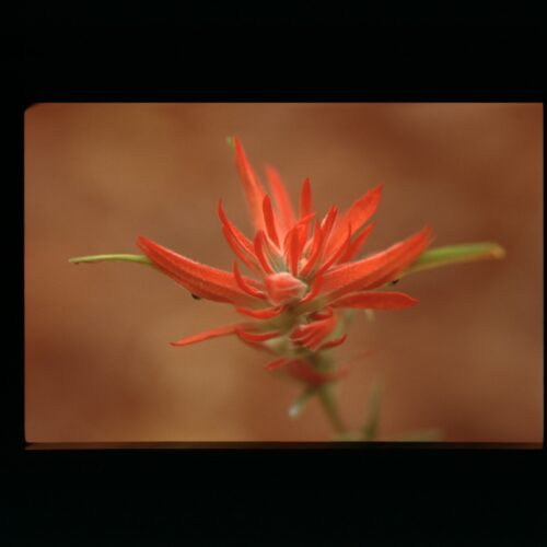 Indian Paint Brush