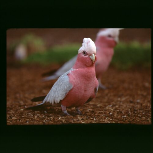 Galah