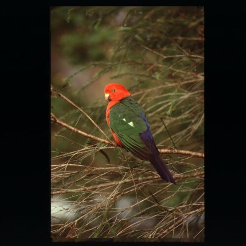 King Parrot