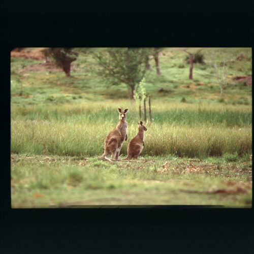 Eastern Grey Kangaroo