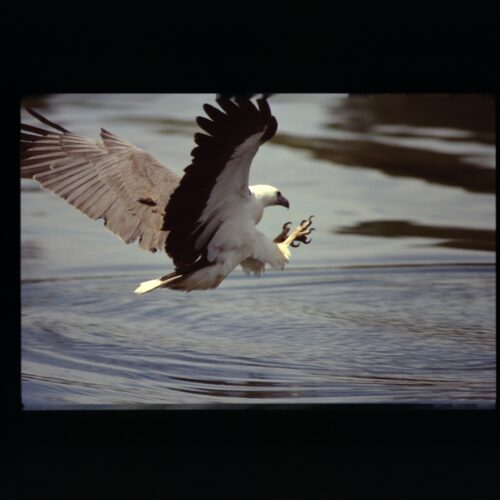 White bellied Sea Eagle