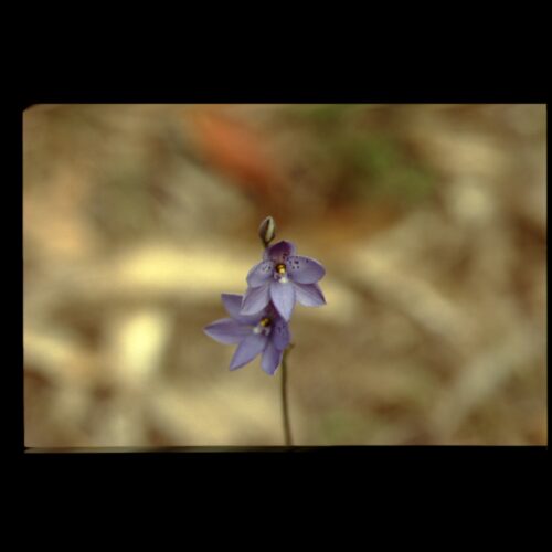 Sun Orchid