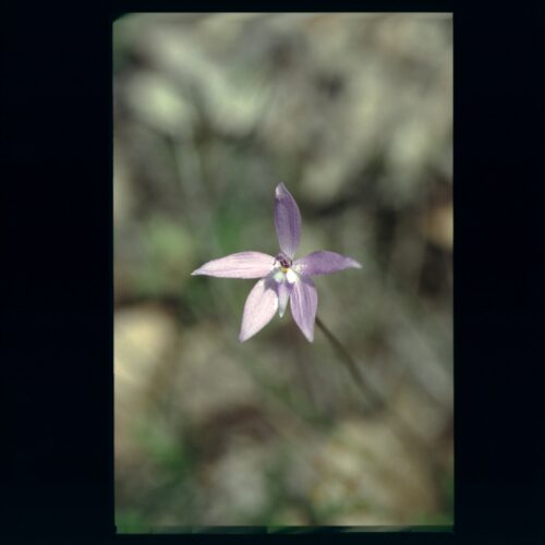 Sun Orchid