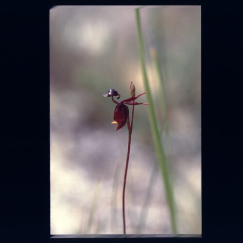 Flying Duck Orchid