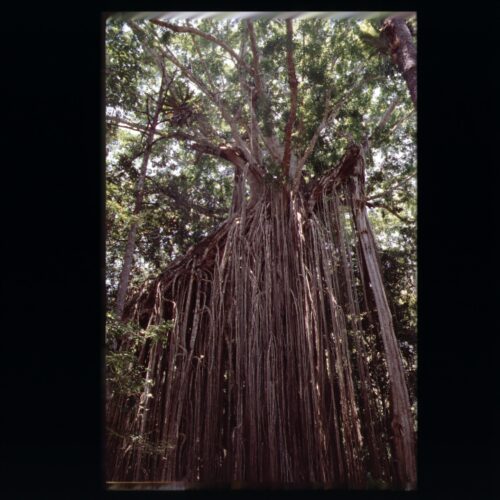 Curtain Fig Tree