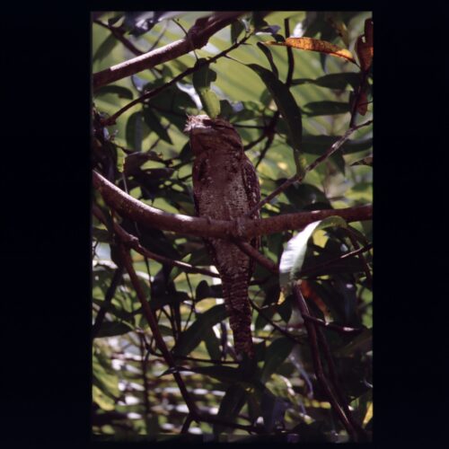 Frogmouth