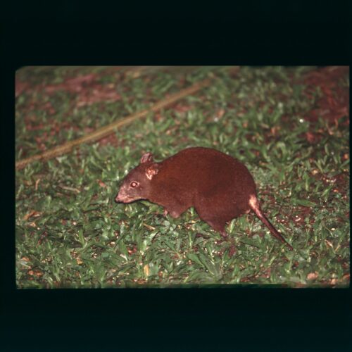 Red legged Pademelon