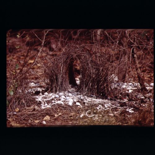 Bower of a Bower Bird