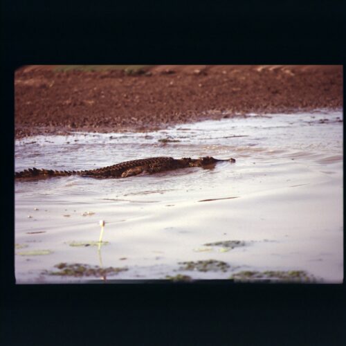 Salt water Crocodile