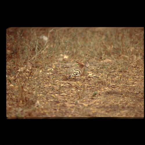 Hoopoe