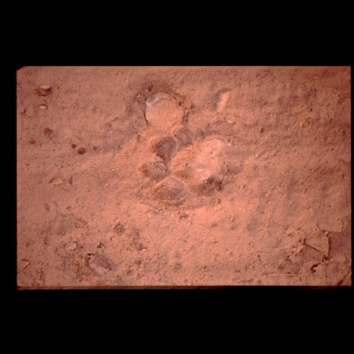 Tiger footprint