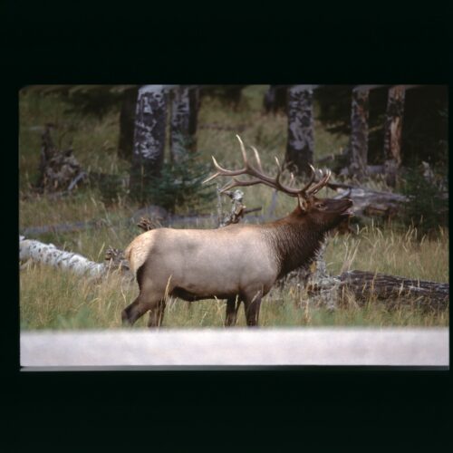 Elk