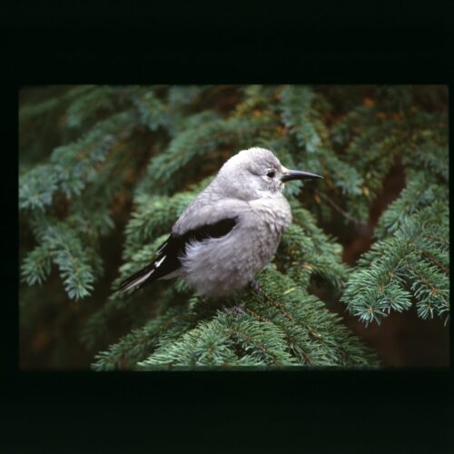 Clarks Nutcracker