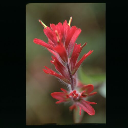 Indian Paint Brush