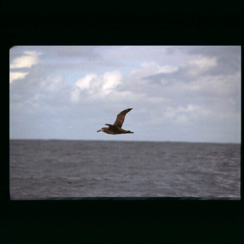 Black footed Albatross