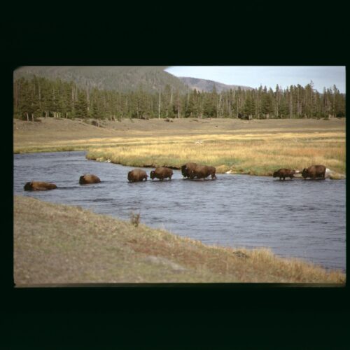 Buffalo; Yellowstone NP