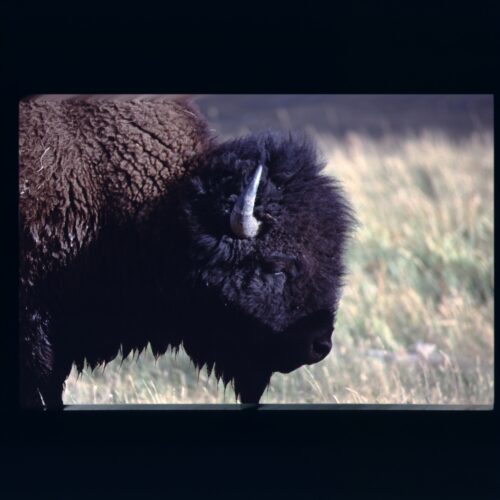 Buffalo; Yellowstone NP