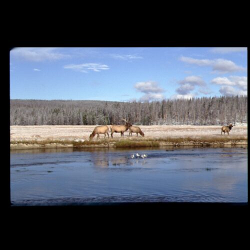 Elk; Yellowstone NP