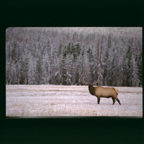 Elk; Yellowstone NP