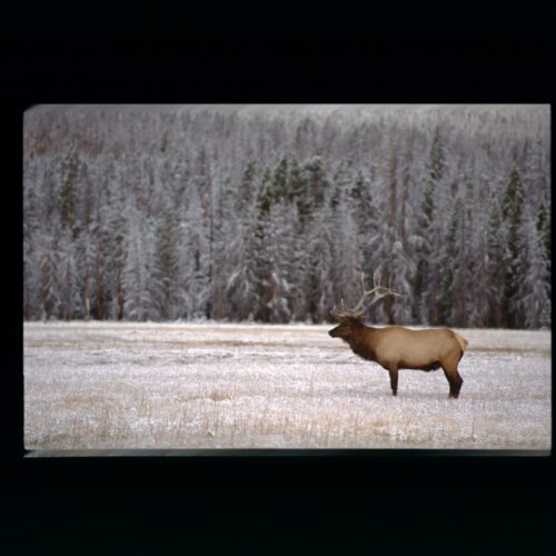 Elk; Yellowstone NP