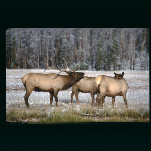 Elk; Yellowstone NP