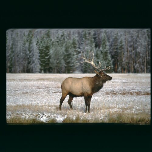 Elk; Yellowstone NP