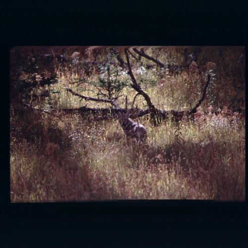 Coyote; Yellowstone NP