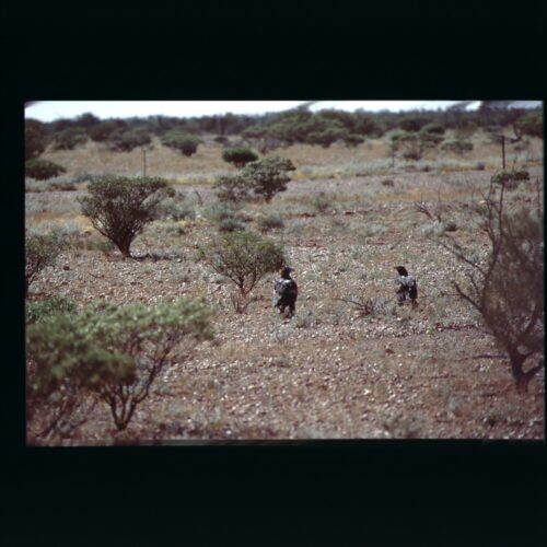 Wedge tailed Eagle