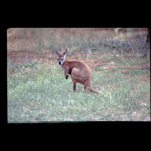 Flinders Ranges NP