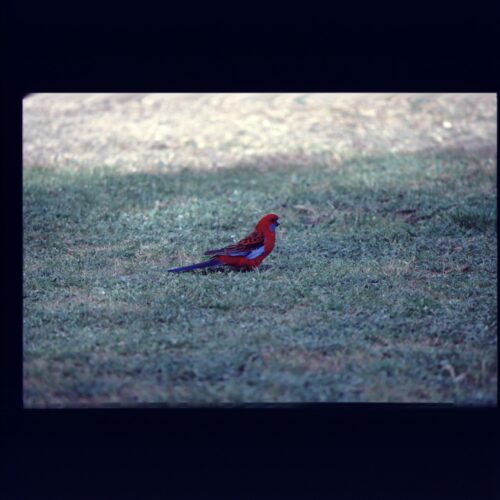 Crimson Rosella; Grampians NP