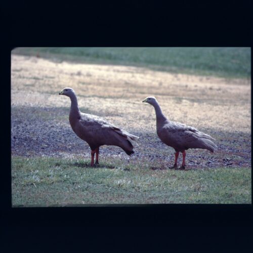 Cape Barren Goose; Phillip Island