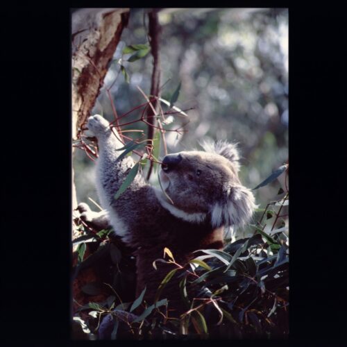 Koala; Phillip Island