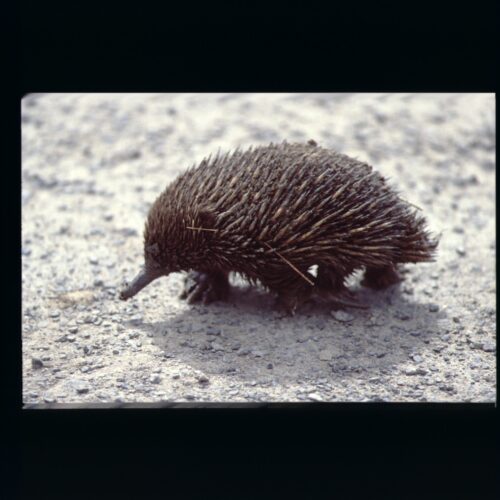 Echidna