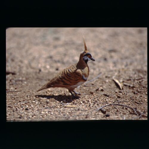 Spinifex Pigeon