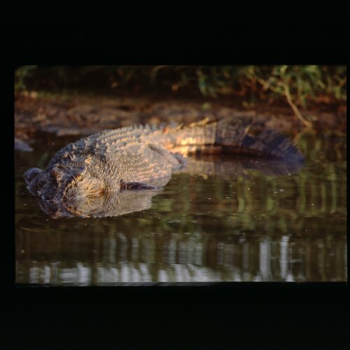 Kakadu NP Salwater Crocodile