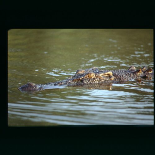 Kakadu NP Salwater Crocodile