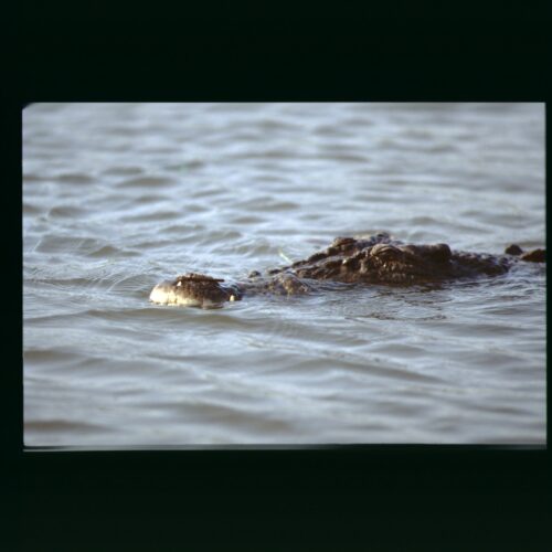 Kakadu NP Salwater Crocodile