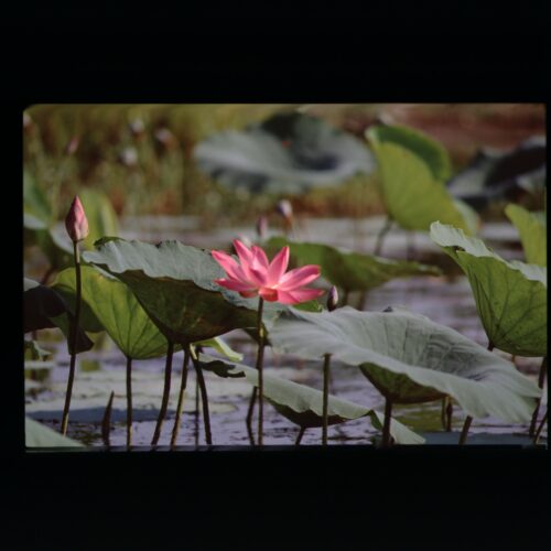 Kakadu NP