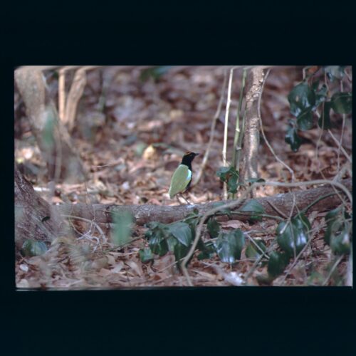 Noisy Pitta