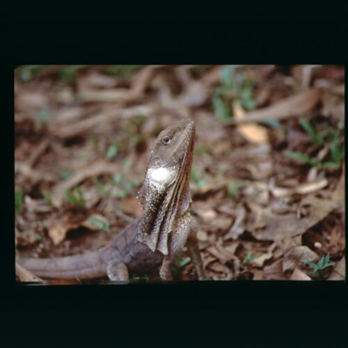 Frill necked Lizard