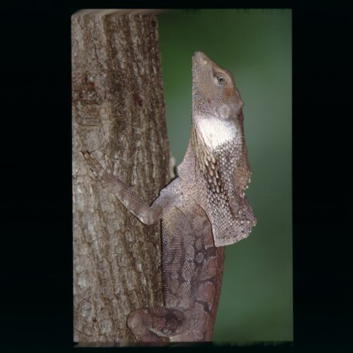 Frill necked Lizard