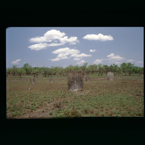 Litchfield NP, Magnetic Termite Mound