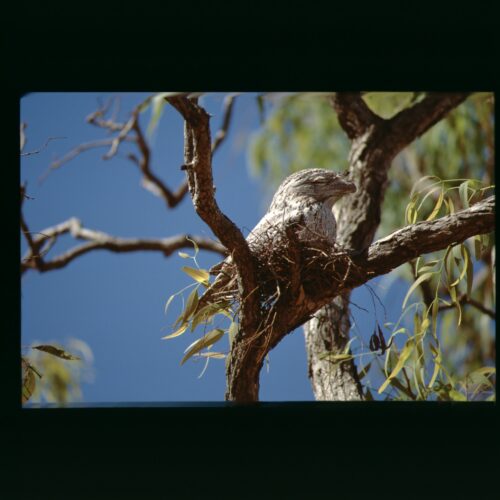 Frogmouth