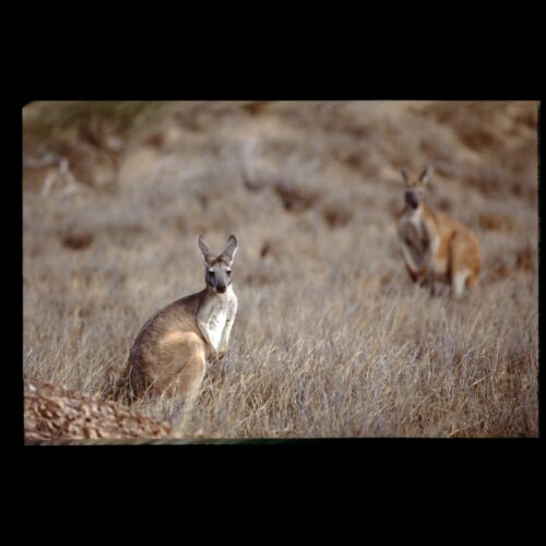 Cape Range, Red Kangaroo