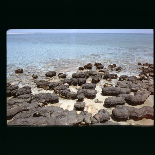 Shark Bay, Hamilon Pool, Stromatolites