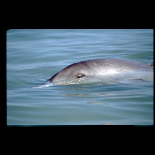 Monkey Mia, Bottlenose Dolphin